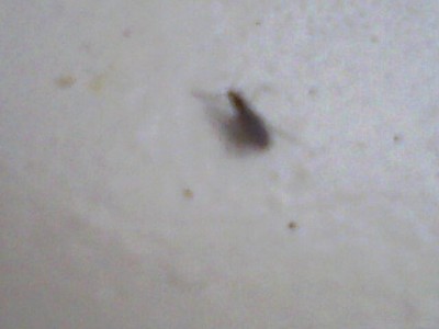 Kleine schwarze fliegen im zimmer