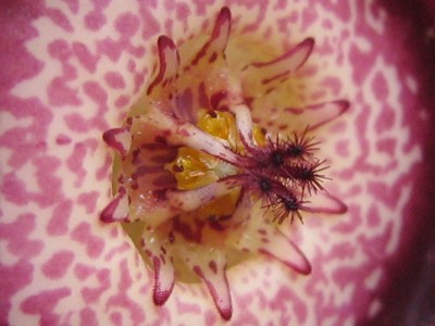 IMG_2045 Orbeanthus hardyi.jpg