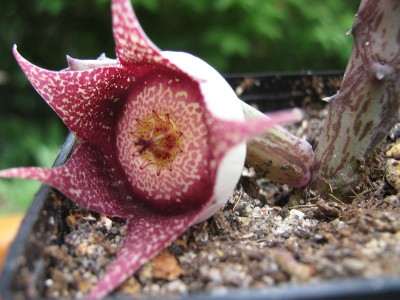 IMG_2042 Orbeanthus hardyi.jpg