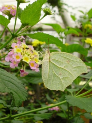 P6280049 (Medium).JPG