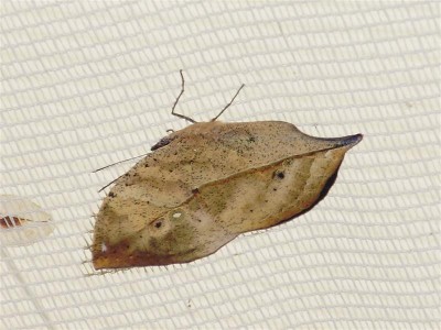 P6280010 (Medium).JPG