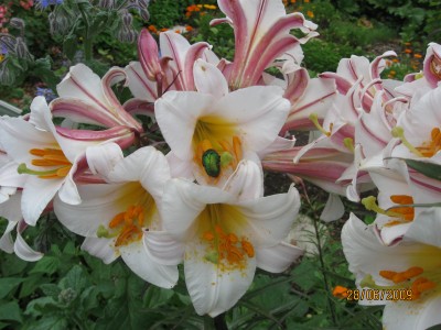 Green2009_2535.jpg
