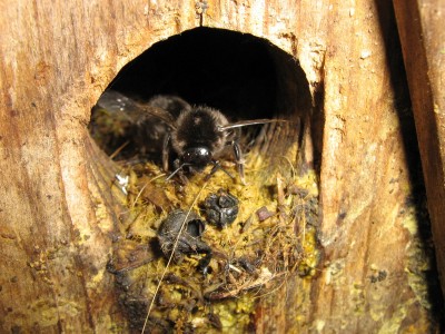 IMG_2052 Hummelnest.jpg