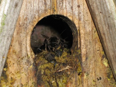 IMG_2048 Hummelnest.jpg