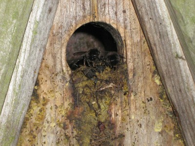 IMG_2047 Hummelnest.jpg
