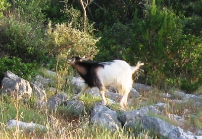 am stechginster IMG_6261.JPG