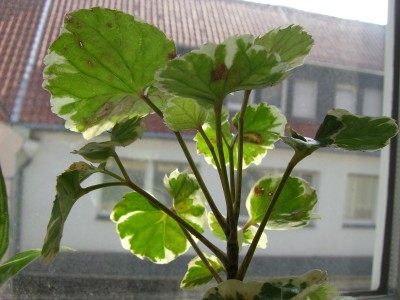CIMG0973.JPG