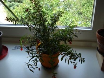 DSC01080.jpg