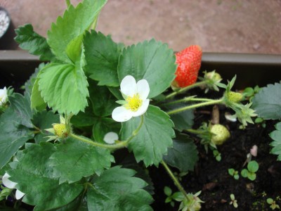 Erdbeeren.jpg