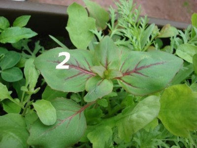 Sommerblumen2.jpg