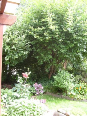 Pilzbaum Juni 2009 006.jpg