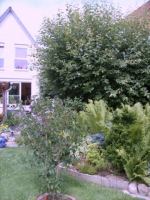 Pilzbaum Juni 2009 003.jpg