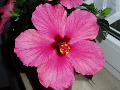 Hibiskusblüte1.JPG