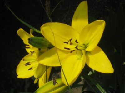 IMG_6633.JPG