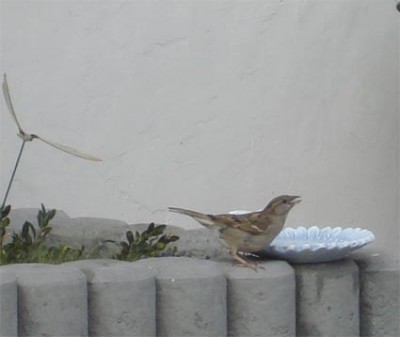 Vogel beim trinken.jpg
