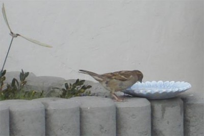Vogel vor Vogeltränke.jpg