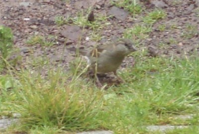 Vogel beim spielen.jpg