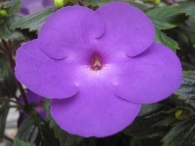 IMG_acht.JPG