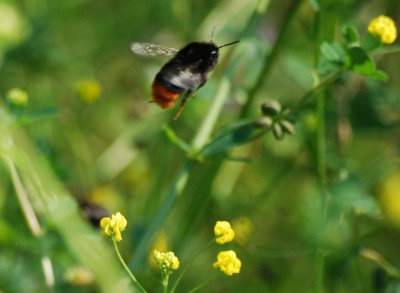 Hummel_im_Flug.jpg