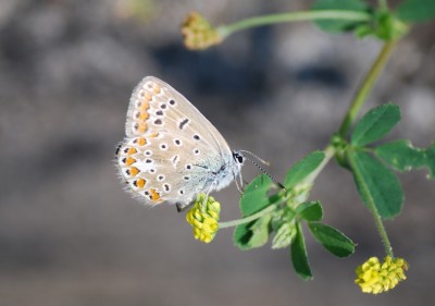 Schmetterling_2.jpg