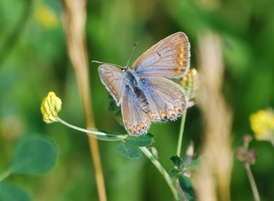 Schmetterling_1.jpg