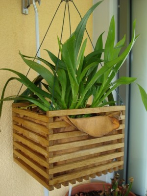 Holzkasten für Orchis.jpg