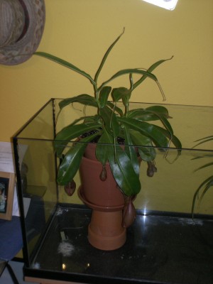 PICT0039.JPG