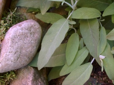 Rostpilz 016.jpg