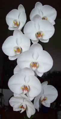 Elegant Cascade.jpg