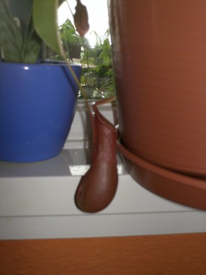 PICT0044.JPG