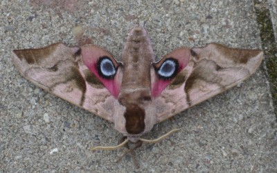 Schmetterling.JPG