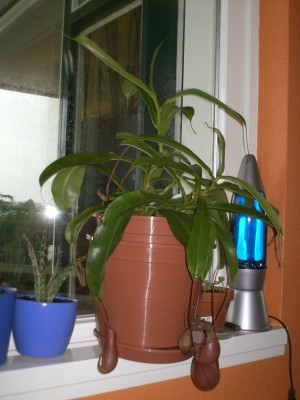 PICT0034.JPG
