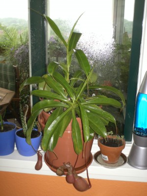 PICT0033.JPG