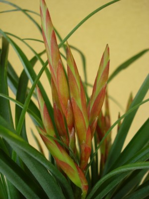 Blüte Tillandsia flabellata.jpg