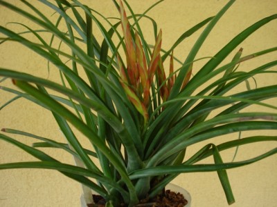 Tillandsia flabellata.jpg