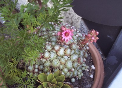 2009-06-20 - Balkon 007.jpg