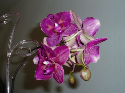 Phalaenopsis lila.JPG
