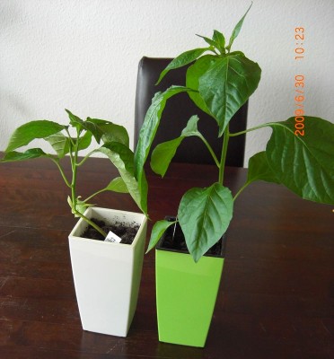 aji1.jpg