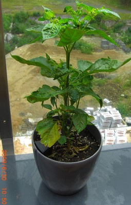 aji2.jpg