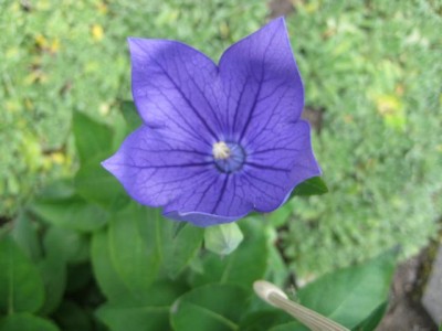 IMG_6734.JPG