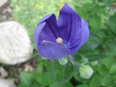 IMG_6733.JPG