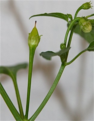 chili fruchtansatz1.jpg