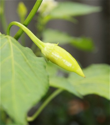 chili fruchtansatz3.jpg