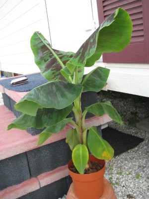 tn_Banane 003.jpg