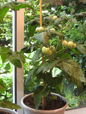 Bild 008_600x800.jpg
