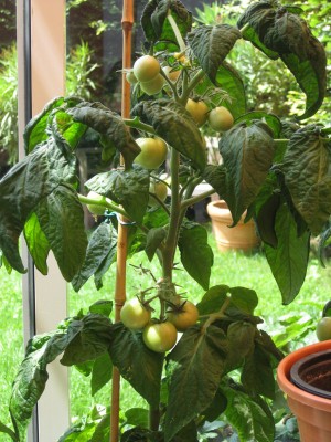 Bild 007_600x800.jpg