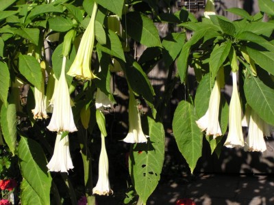 Trompetenbaum-Blüten.JPG