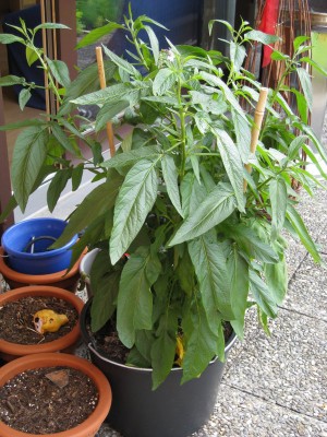 Bild 001_600x800.jpg