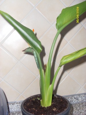 SL371055.JPG