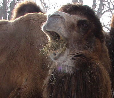 wilhelma 11.01.2009 trampeltier21.jpg